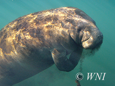 Trichechus manatus (West Indian Manatee)
